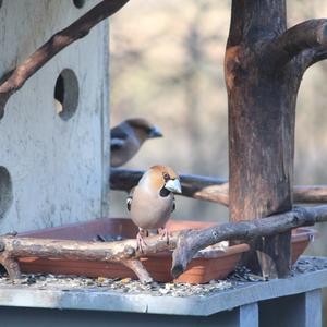 Hawfinch