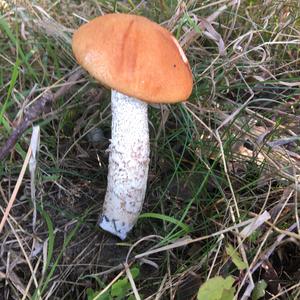 Orange Birch Bolete