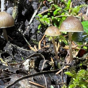 Spruce-cone Toadstool