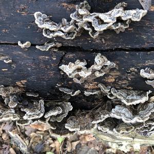 Tripe Fungus