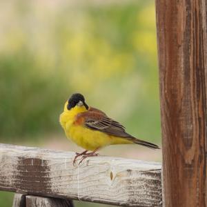 Black-headed Bunting