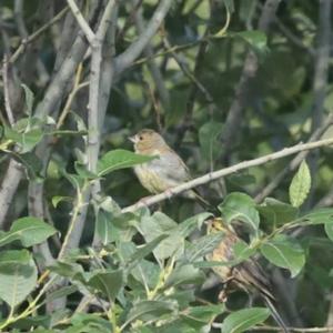 European Greenfinch