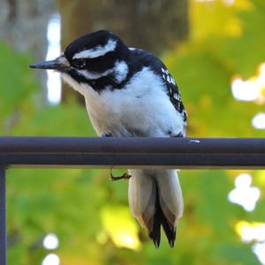 Hairy Woodpecker