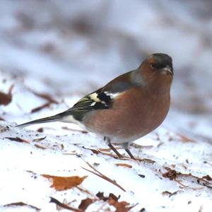 Eurasian Chaffinch