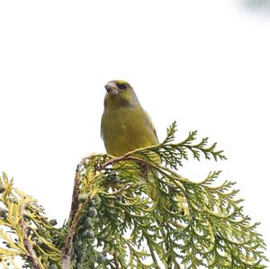 European Greenfinch