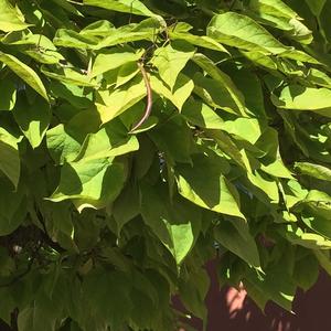 Catalpa (Southern)