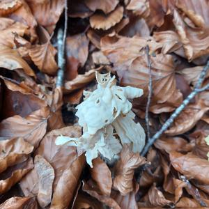 Fluted White Helvella