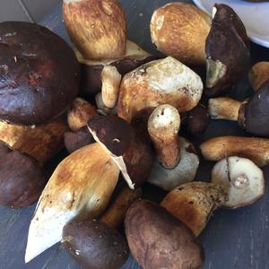 Bay Bolete