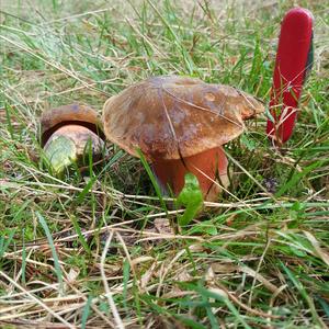 Dotted-stem Bolete