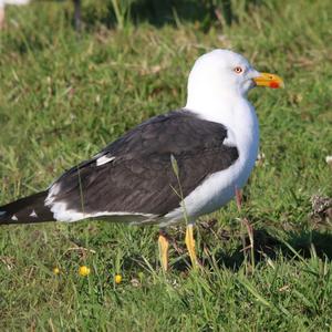 Lesser Black-backed Gull