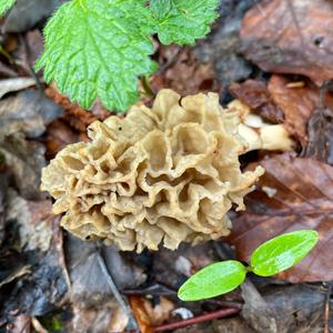 Yellow Morel