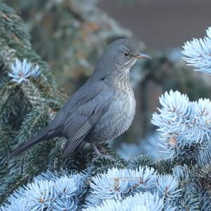 Eurasian Blackbird