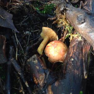 Jersey Cow Bolete