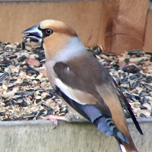 Hawfinch