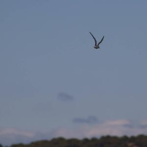 Common Tern