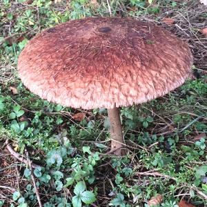 Garden Parasol