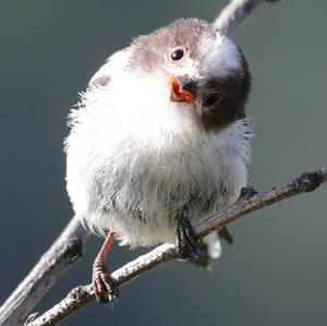 Long-tailed Tit