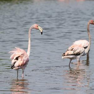 Greater Flamingo