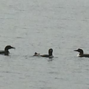 Common Loon