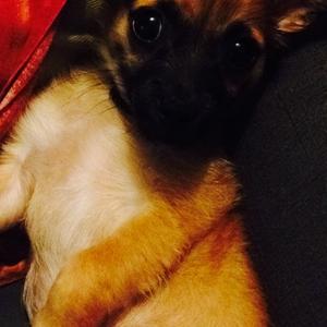 Unknown Breed