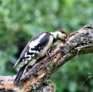 Great Spotted Woodpecker