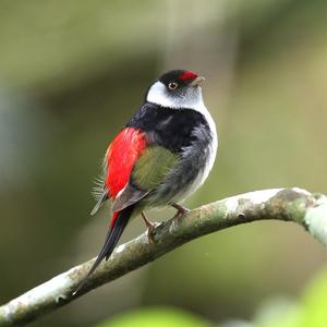 Pin-tailed Manakin