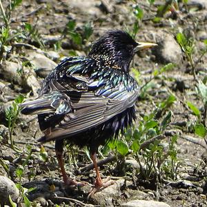 Common Starling