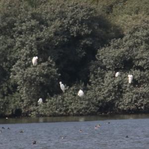 Great Egret