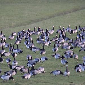 Barnacle Goose