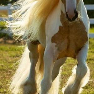 Gypsy Vanner Horse