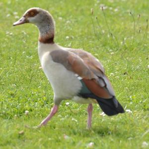 Egyptian Goose