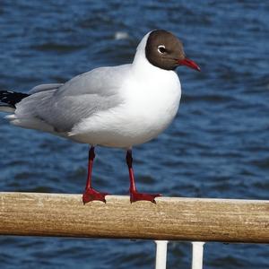 Black-headed Gull