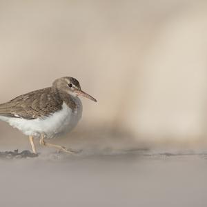 Spotted Sandpiper