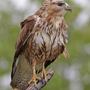 Common Buzzard