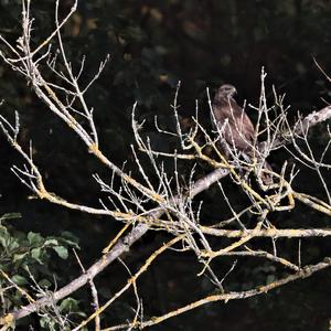 Common Buzzard