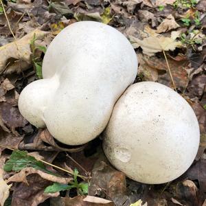 Giant Puffball