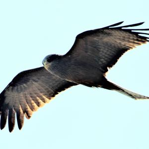 Black Kite