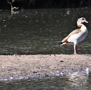 Nilgans