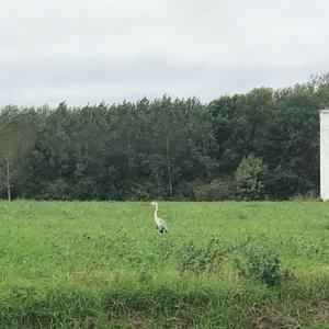 Grey Heron