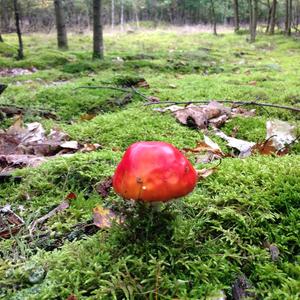 Fly Agaric