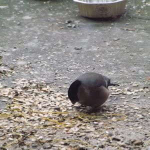 Eurasian Bullfinch