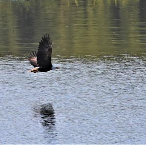 Weißkopfseeadler