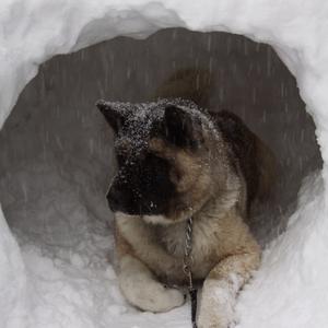 American Akita