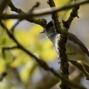 Blackcap