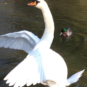 Mute Swan