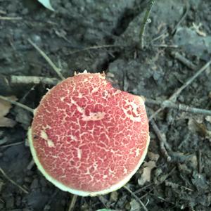 Red-cracked Bolete