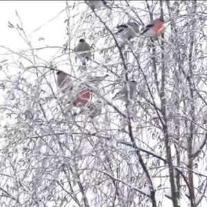 Eurasian Bullfinch