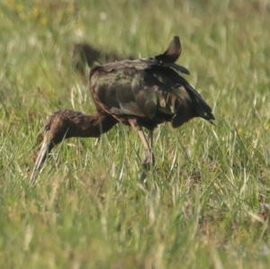 Glossy Ibis