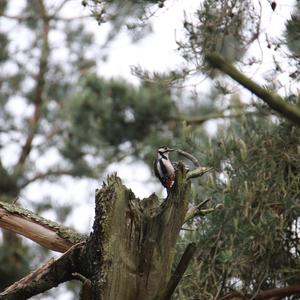 Great Spotted Woodpecker