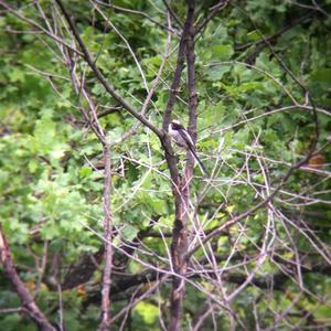 Long-tailed Tit